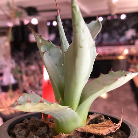 agave zebra《M size》※現地球株発根済※ゼブラ縞模様が美しい良きサイズ感な人気者※black pot植え
