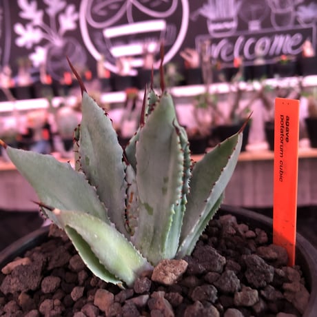 agave   cubic《大きめS  size》※発根済株※店主国内管理2年株※大変葉の締った極美株‼︎balanceも良き装い※mad black pot植え