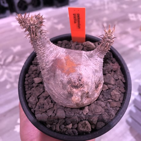 packypodium  gracilius《大きめS  size》※現地球発根済み株‼︎※驚愕‼︎可愛すぎる程まん丸グラキ‼︎※mad black bowl pot植え