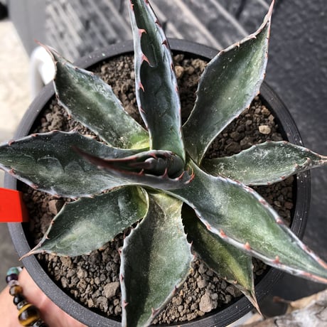 agave montana《M size》※現地球発根後店主国内管理2年株※葉色が濃く渋カッコいい一株‼︎※mad black pot植え