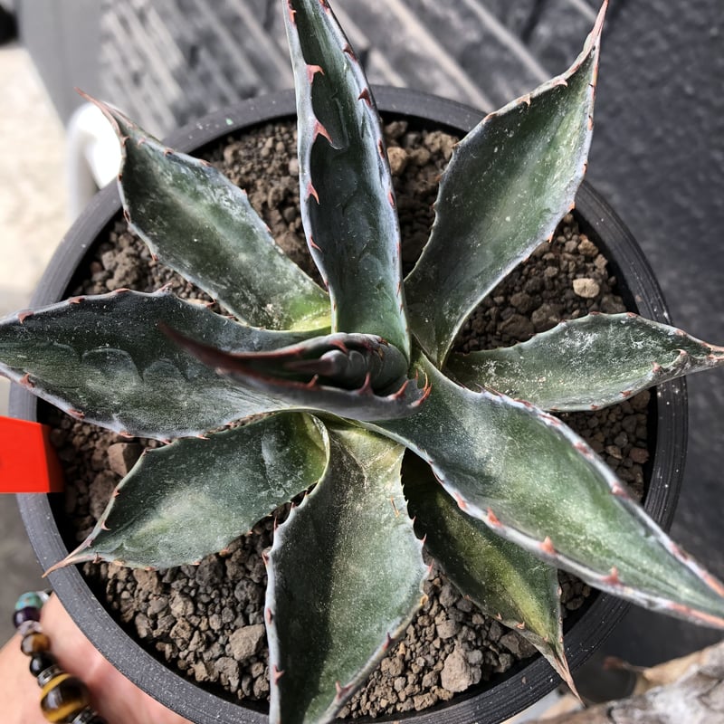 アガベ モンタナ 現地球 大株 楽天市場】【現品・現物】【モンタナ 販売】希少な現地球！！アガベ