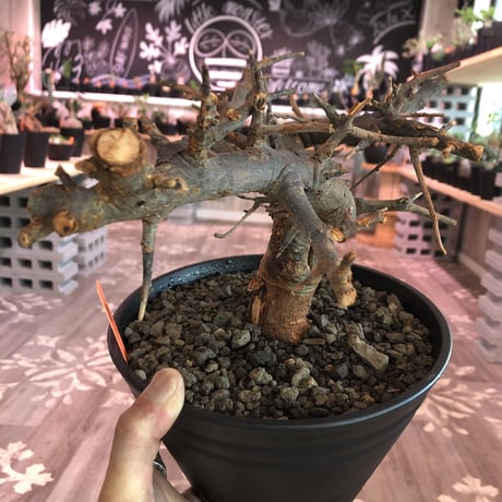 boswellia  neglecta《M size》発根済み株    浅鉢植え　大変渋さを主張したlow仕立て‼︎