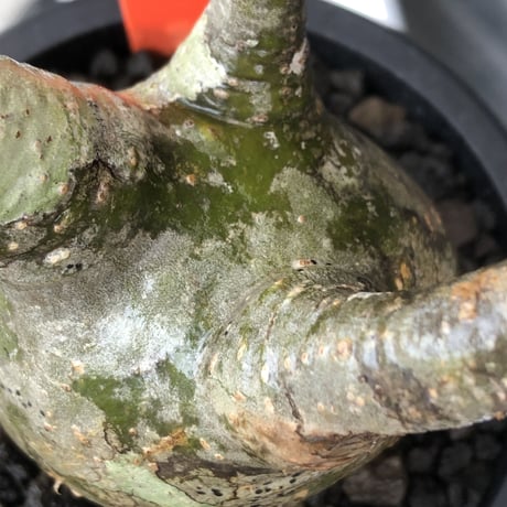 pachypodium gracilius《小さめM size》※希少‼︎green肌※現地球発根後店主国内管理3年株※絶妙な枝振り&樹形balance株※mad black pot植え