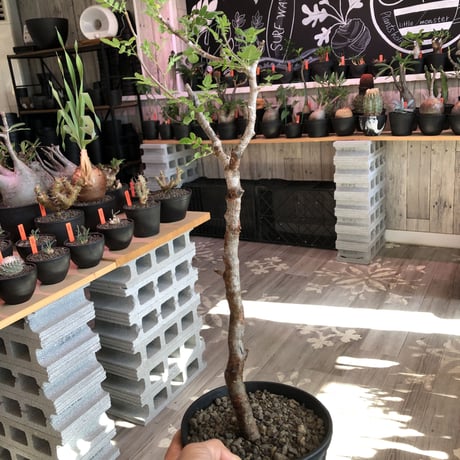 commiphora   monstrosa《 大きめM  size》※現地球発根済株※店主国内管理4年株※小振り丈の良きサイズ感な人気灌木※tall pot植え