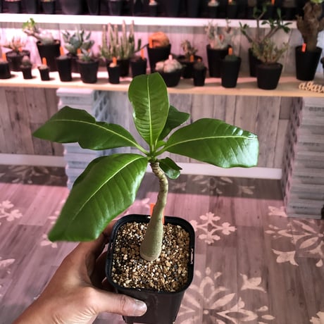 packypodium decaryi《Msize》