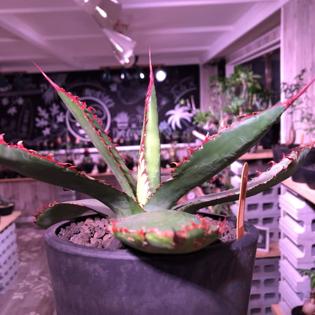 agave     bovicornuta《M size》赤色の長短のある刺が交互に生える希少性高い美株‼︎  ※mad black pot植え