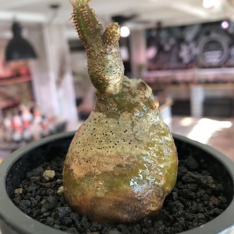 pachypodium gracilius《S size》一部green肌株※現地球発根後店主国内管理3年株※極短枝のコロコロまん丸樹形のかわいいグラキ※mad black pot植え
