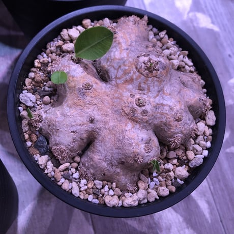 packypodium  brevicaule  恵比寿笑い《M  size》丁度良いsize感