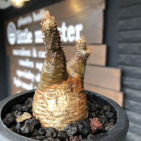 pachypodium gracilius《S size》希少green肌&二頭枝&現地焼け※現地球発根後店主国内管理1年株※二面性感じる纏まりも良きwild良樹形※mad black pot植え