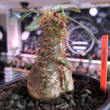 packypodium   makayense《S size》※現地球発根済株※マカイらしい透けたグリーン肌に赤棘の短枝ぼってり樹形‼︎ミニチュアwild株※mad black bowl pot植え