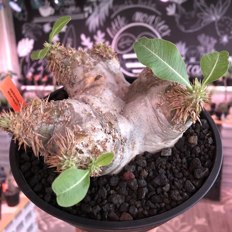 packypodium  eburneum《大きめM  size》※現地球発根済株※店主国内管理4年株※荒い岩肌質にエブレらしいぼってり樹形が堪らない一株※浅鉢植え