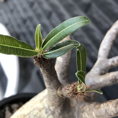 pachypodium  gracilius《小さめL size》最高balance株※現地球発根後店主国内管理4年株※極balance良くズバ抜けたカラーの持ち主※mad black pot植え
