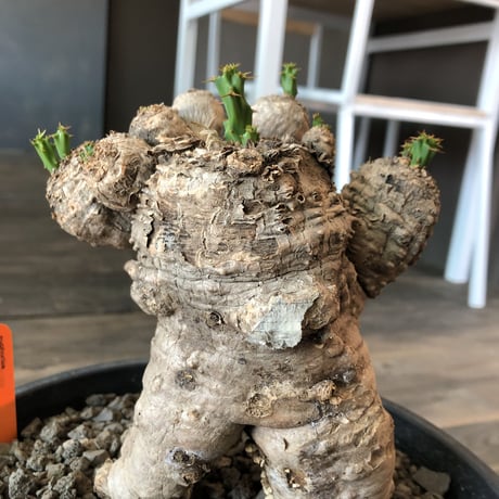 euphorbia    clavigera《激希少》L size