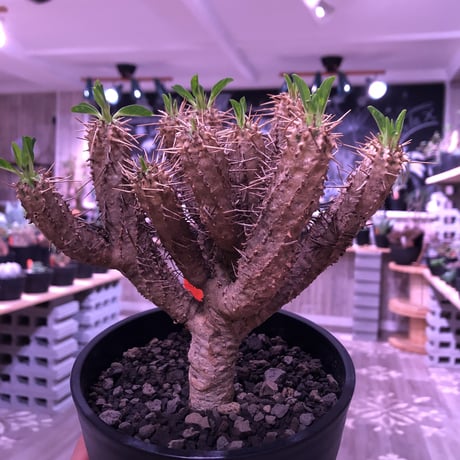 euphorbia    guillauminiana《M  size》整った枝ぶりbalanceのギラウミ