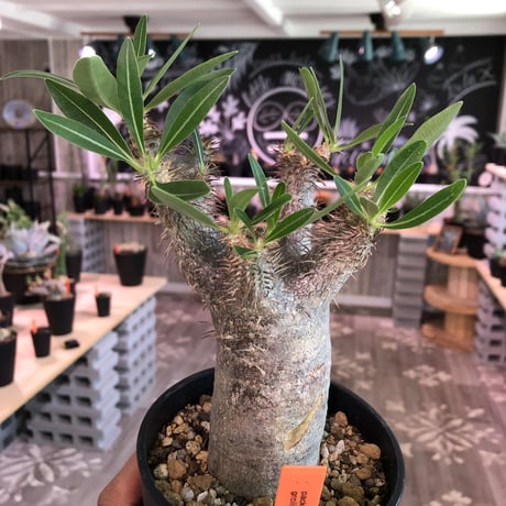 packypodium    gracilius《M size》