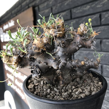 othonna  euphorbioides《L L size》※現地球発根後店主国内管理4年株※大きくどっしり構えの良balance樹形※mad black pot植え