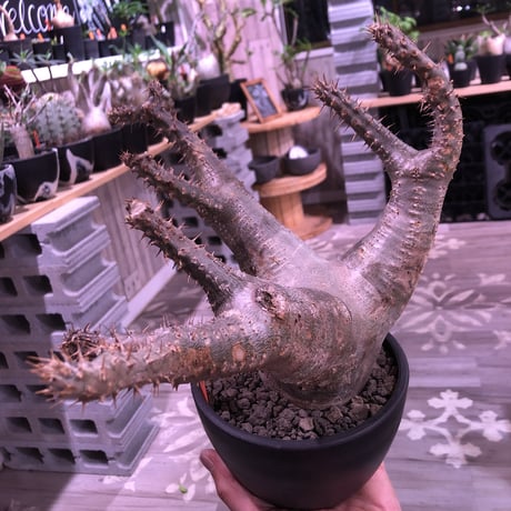 packypodium    makayense《L size》※現地球発根済株‼︎ ※株元太く‼︎wild株且つ美肌マカイ※mad black bowl pot植え