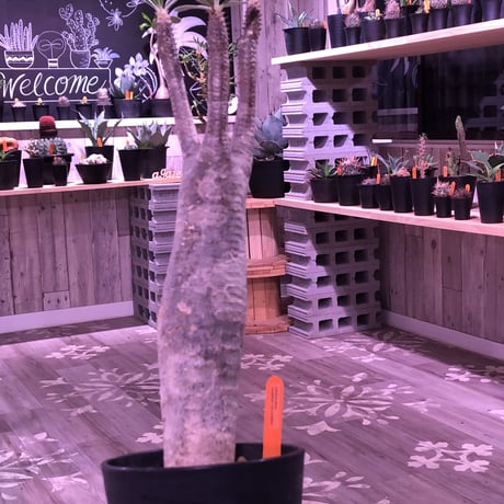 packypodium  roslatum  var.  cactipes《L size》
