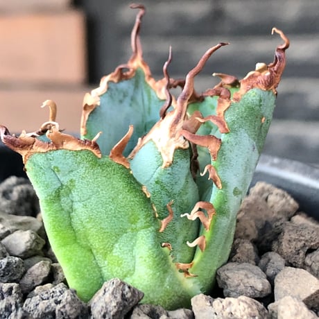 agave titanota  白鯨陽炎type《S size》※現地球株発根済 ⑤※唸り良き鋸歯に幅広肉厚タイプ※black pot植え