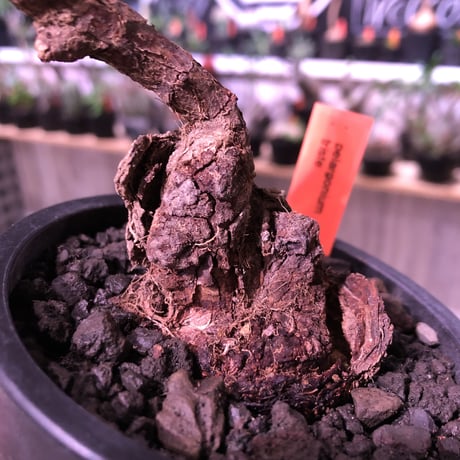 pelargonium  triste《M size》※大変生命力を感じる朽ちくした株裏の樹形‼︎※mad black pot植え