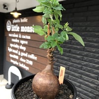 euphorbia hedyotoides《L size》球体大株※現地球株発根済※中々出会えないほど丸み強き塊根と良き枝振りが堪らない美しい一株‼︎※black pot植え