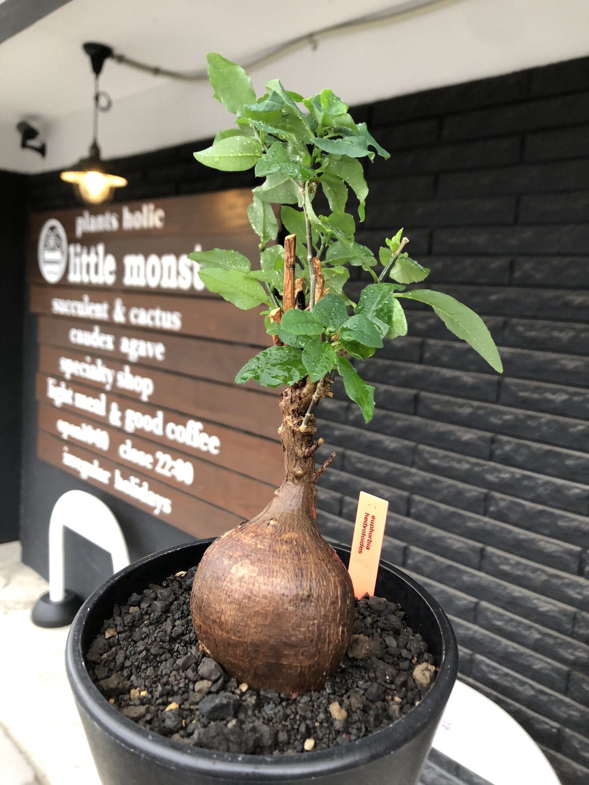 euphorbia hedyotoides《L size》大きな球体株※現地球株発根済