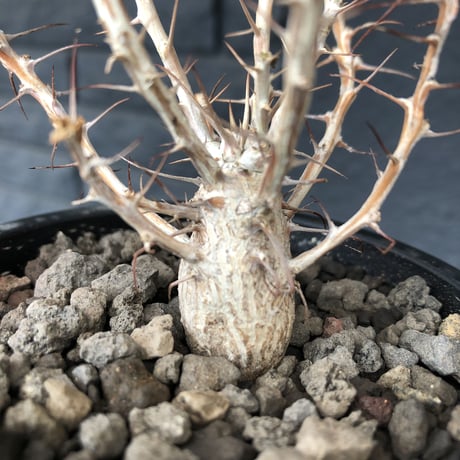 fouquieria   columnaris（S  size）※現地球発根済み株‼︎※小振ながら大変枝振りbalanceも良き冬の人気者‼︎※mad black pot植え　※限定4株‼︎