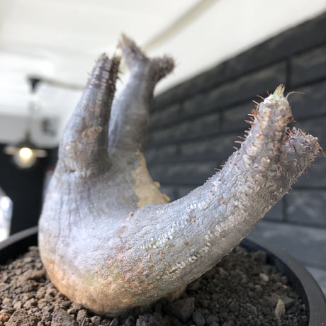 pachypodium gracilius《大きめM size》※現地球発根後店主国内管理4年株※絶妙な捻くれbalance&大きなポケットを持つトトロ樹形※mad black bowl pot植え