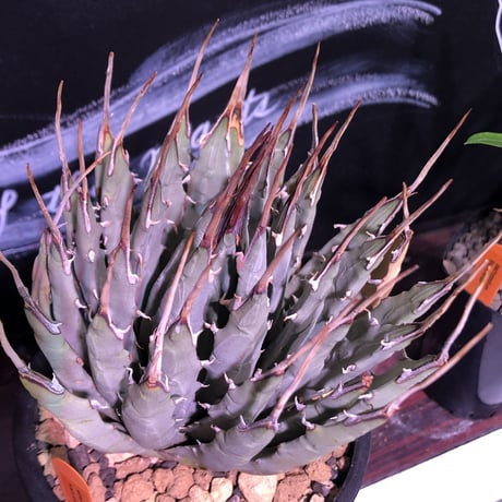 agave   utaensis eborispina《L size》