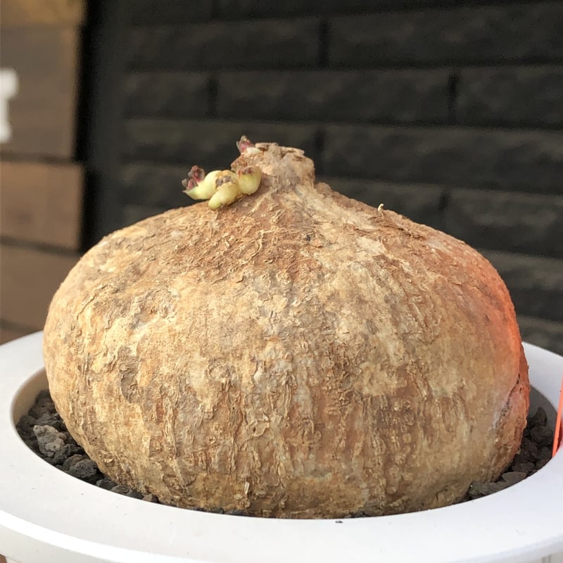 アデニア　オバタ　希少種　発根管理中　3株セット　鉢のまま発送 アデニア オバタ 希少種 発根管理中 3株セット 鉢のまま発送