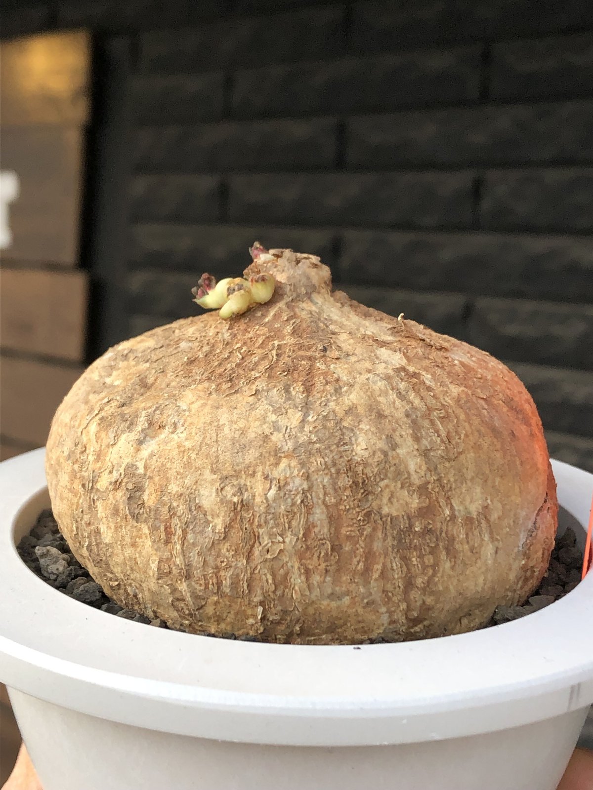 adenia ovata《L L size》激希少種大株※現地球発根後店主国内 adenia ovata《L L size》激希少種大株※現地球発根後店主国内