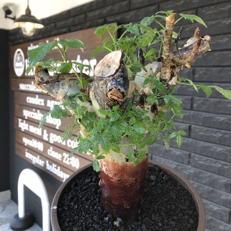 commiphora  holtziana《LL size》驚愕‼︎極太株第二弾‼︎※現地球発根後店主国内管理2年株※渋さ佇まいが堪らない※mad brown marble bowl pot植え