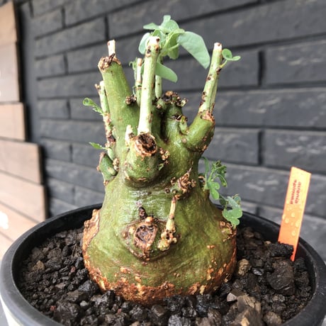 adenia spinosa《大きめM size》球体wild株※現地球発根後店主国内管理3年株※まん丸低重心&枝振りゴツゴツ感が男らしい佇まいが堪らない※mad black pot植え