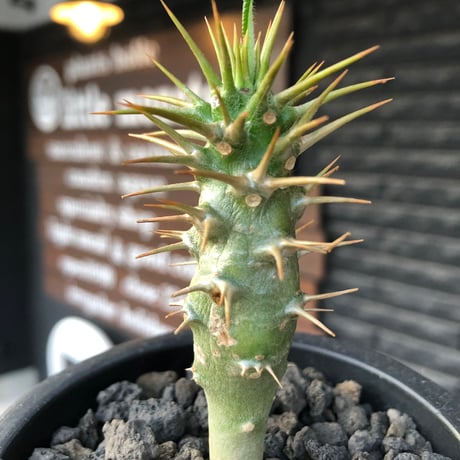 pachypodium  ambongense  littmon seed株《大きめS size》※希少高きアンボンゲンセ‼︎激オススメ株※black pot植え