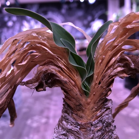 boophane   disticha  var.陽炎type‼︎《M size》※陽炎さがしっかり出てるcontrast抜群な一株‼︎mad black pot植え