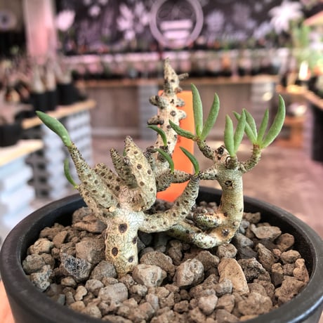tylecodon buchholzianus《M size》※大変綺麗で繊細な品種‼︎※mad black pot植え