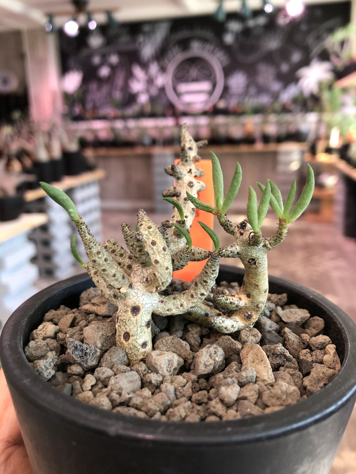 レア実生！　ポドレイアエ　チレコドン　多肉植物　塊根植物　実生 レア実生！ ポドレイアエ チレコドン 多肉植物 塊根植物