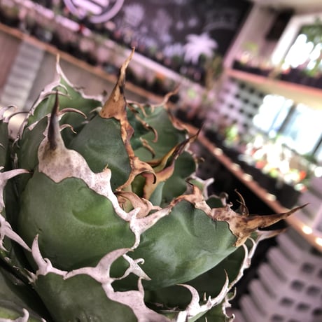 agave  titanota  白鯨《M size》※最高の鋸歯に幅広肉厚葉（限定2株）※mad black bowl pot植え