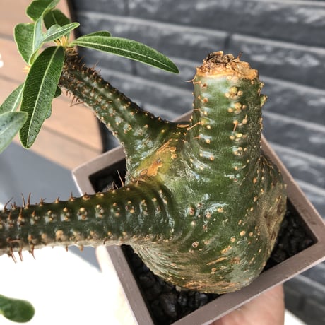 pachypodium gracilius《 M size》希少green肌&ぼってり樹形※現地球発根後店主国内管理3年株※balance良く極グリーン肌が◎※polyhedron pot植え