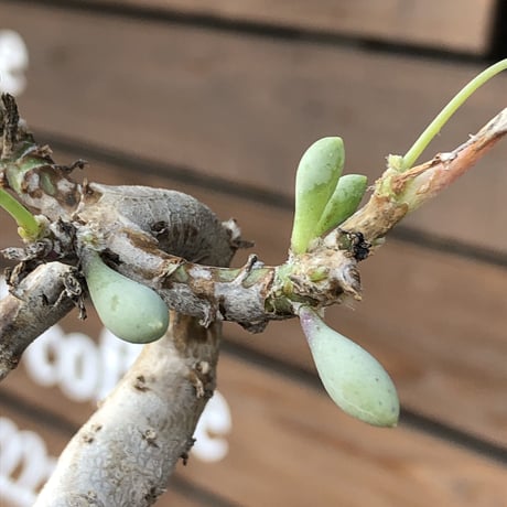 othonna clavifolia《M size》激希少※現地球発根済株※個体が激減し輸入厳しいぷっくり多肉質の葉を展開する冬型の人気者‼︎オススメ株※mad black pot植え