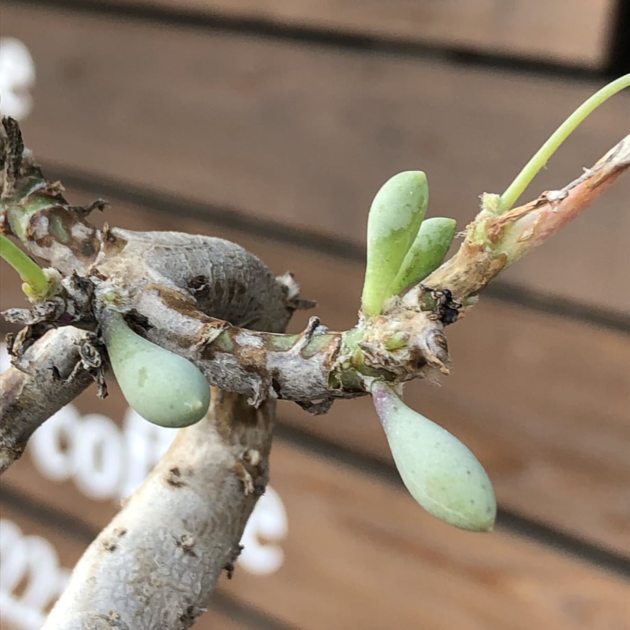 5fbf47dab00aa36b7ba3fc02
