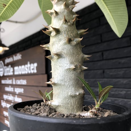 pachypodium  baronii《L size》※激希少‼︎現地球発根後店主国内管理6年株※荒い太いstudsみたく大きな葉&太幹がwildな一株※mad black pot植え