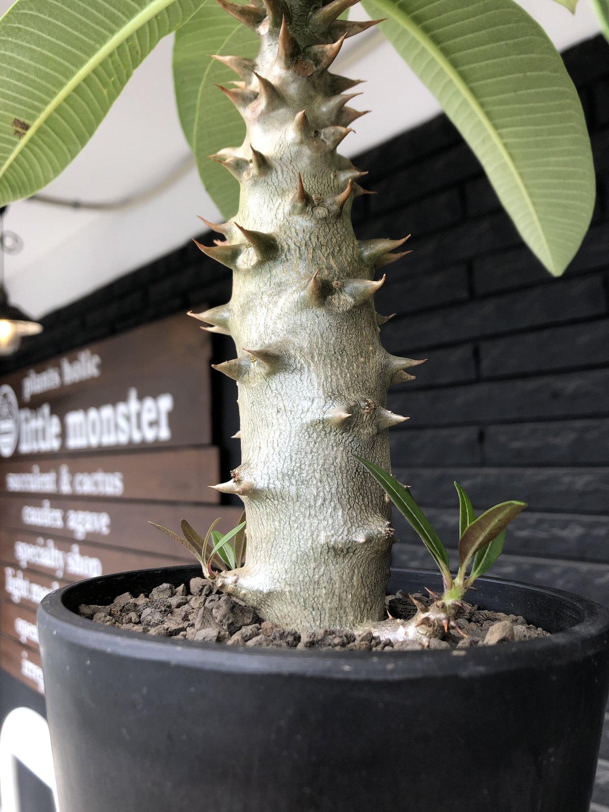 pachypodium baronii《L size》※激希少‼︎現地球発根後店主国内 pachypodium baronii《L size》※激希少‼︎現地球発根後店主国内