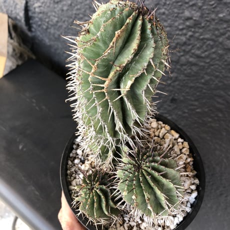 euphorbia    horrida《4分頭ホリダ》再入荷お知らせ通知分