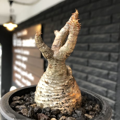 pachypodium gracilius《S size》現地焼け&ボコボコ肌※現地球発根後店主国内管理2年株※小振りでも立体的wildな荒肌質に強靭さ感じる一株※mad black pot植え