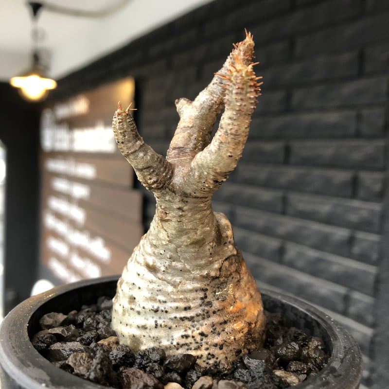 パキポディウムグラキリス 手乗りサイズ 【公式通販】