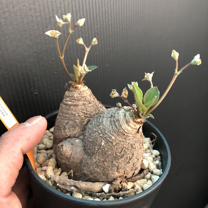 ユーフォルビア スパポダ 発根済 ユーフォルビア スパポダ 発根済
