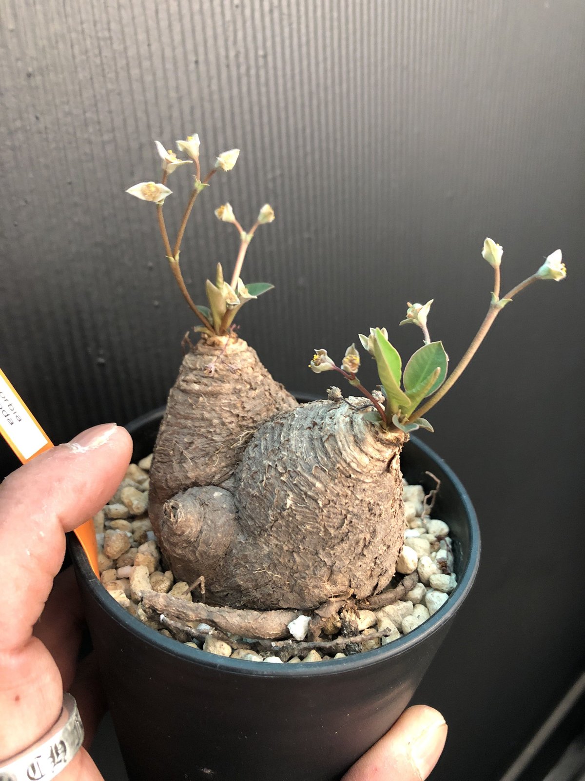 euphorbia subapoda《M size》 | plants holic