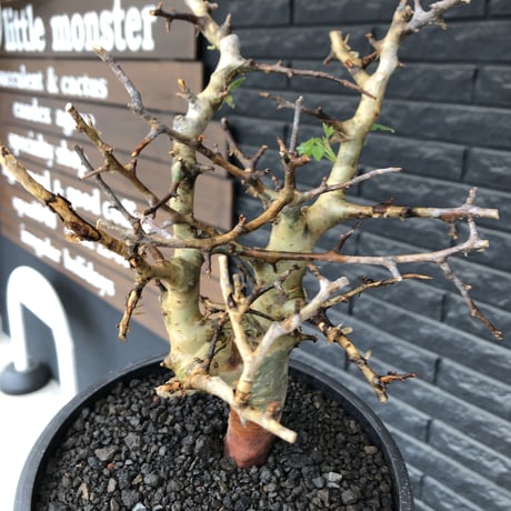 commiphora  africana《L size》※現地球発根後店主国内管理4年株※美しさ&成熟感二面性感じるweight低き良樹形株※mad black bowl pot植え