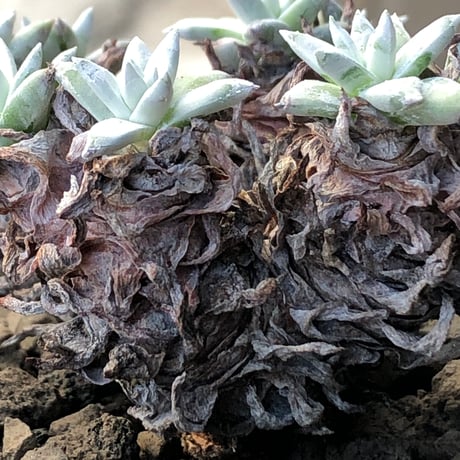 dudleya greenei《L size》希少種‼︎※現地球株発根済※流通少なき古株のため味深くそれでいてコントラストがとびきり美しい一株※black bowl pot植え